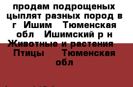 продам подрощеных цыплят разных пород в г. Ишим - Тюменская обл., Ишимский р-н Животные и растения » Птицы   . Тюменская обл.